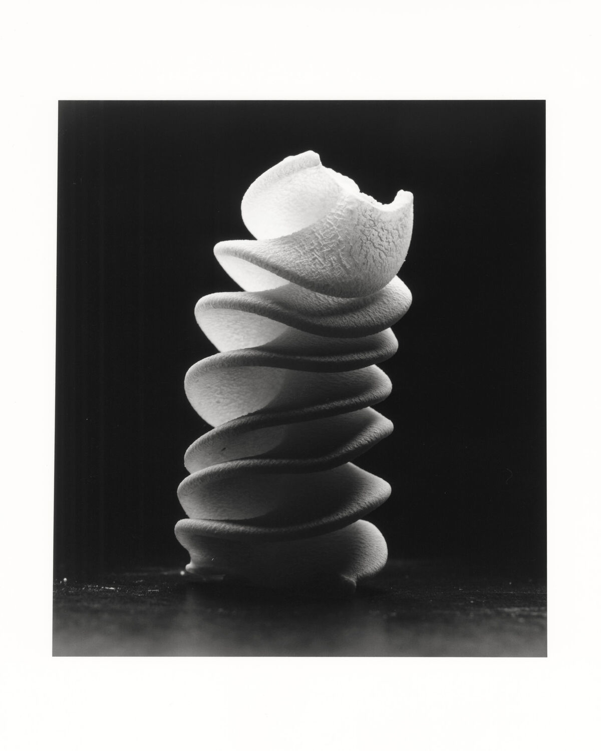 Shells - © Charles Negre