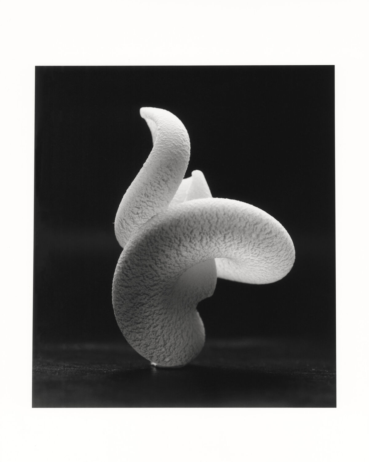 Shells - © Charles Negre