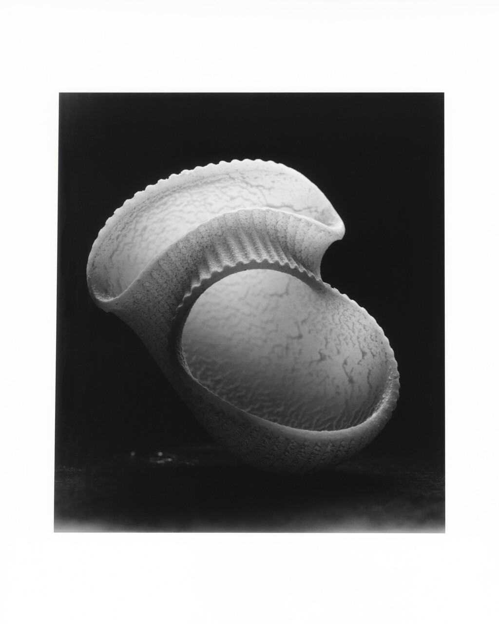 Shells - © Charles Negre