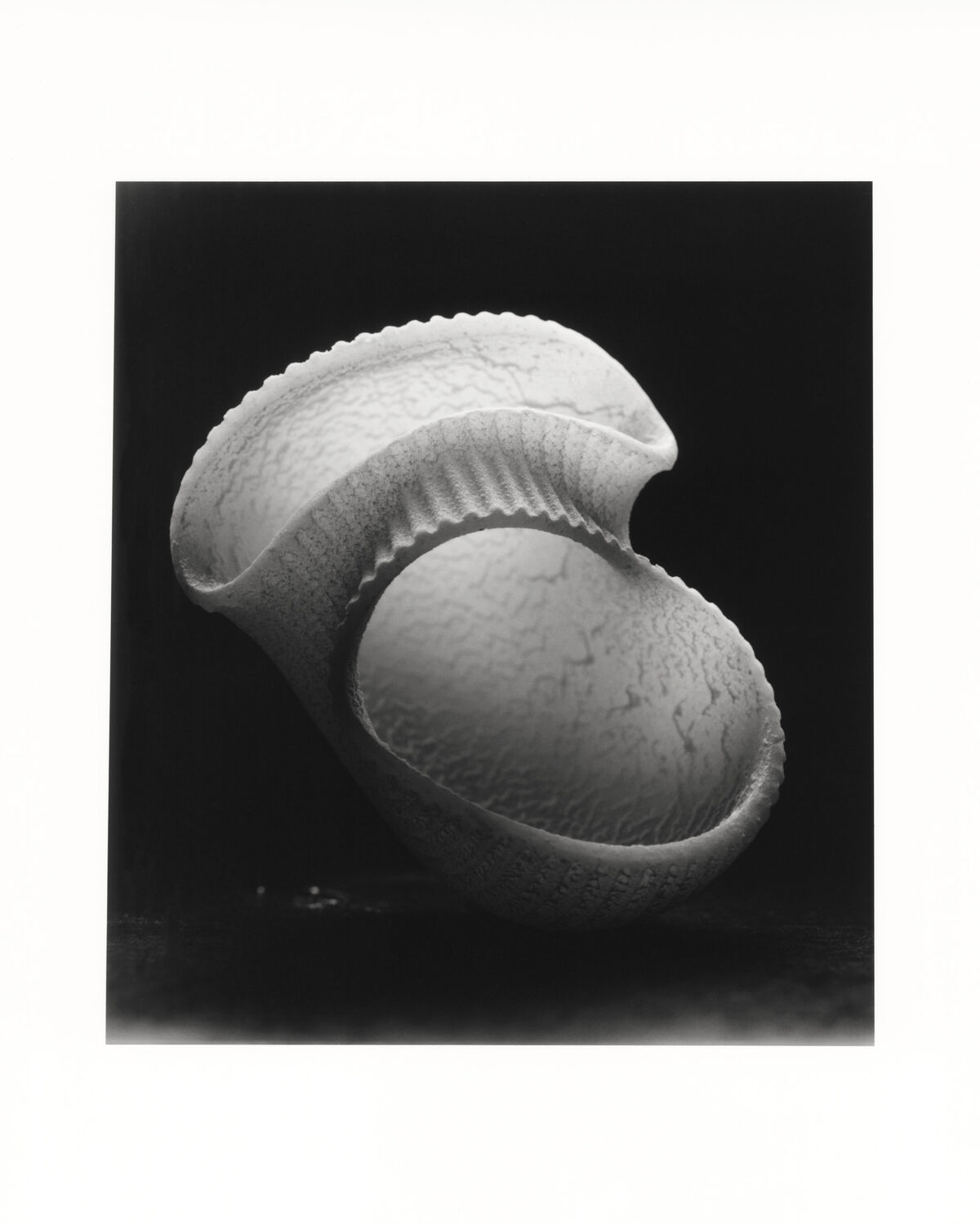 Shells - © Charles Negre