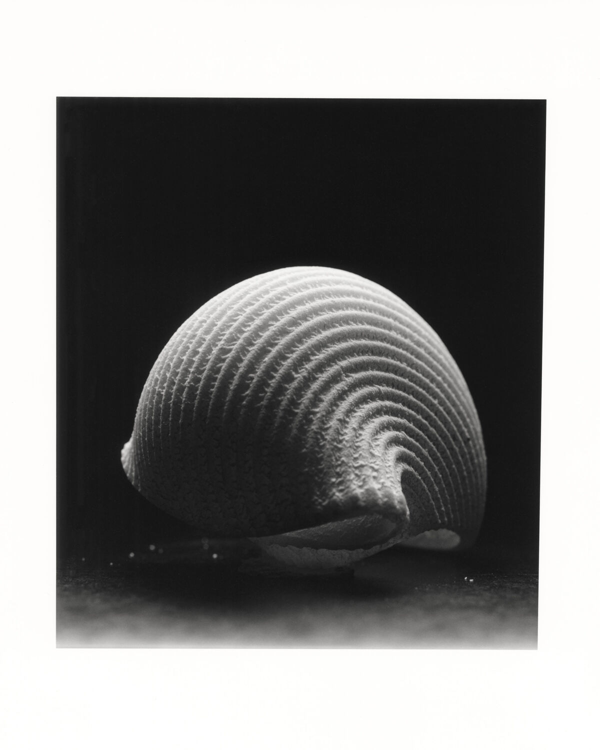 Shells - © Charles Negre