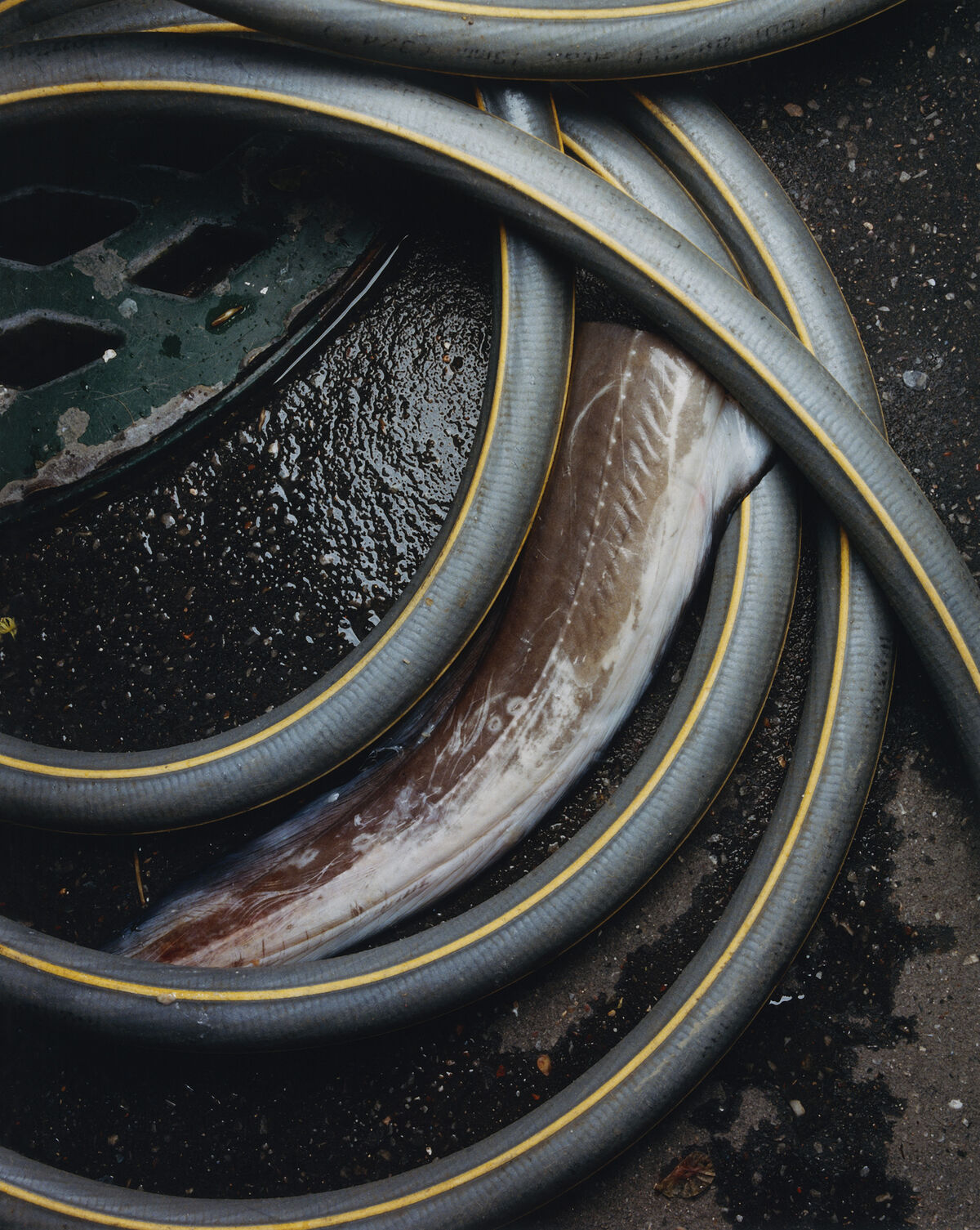 Sidewalk Stills - © Charles Negre