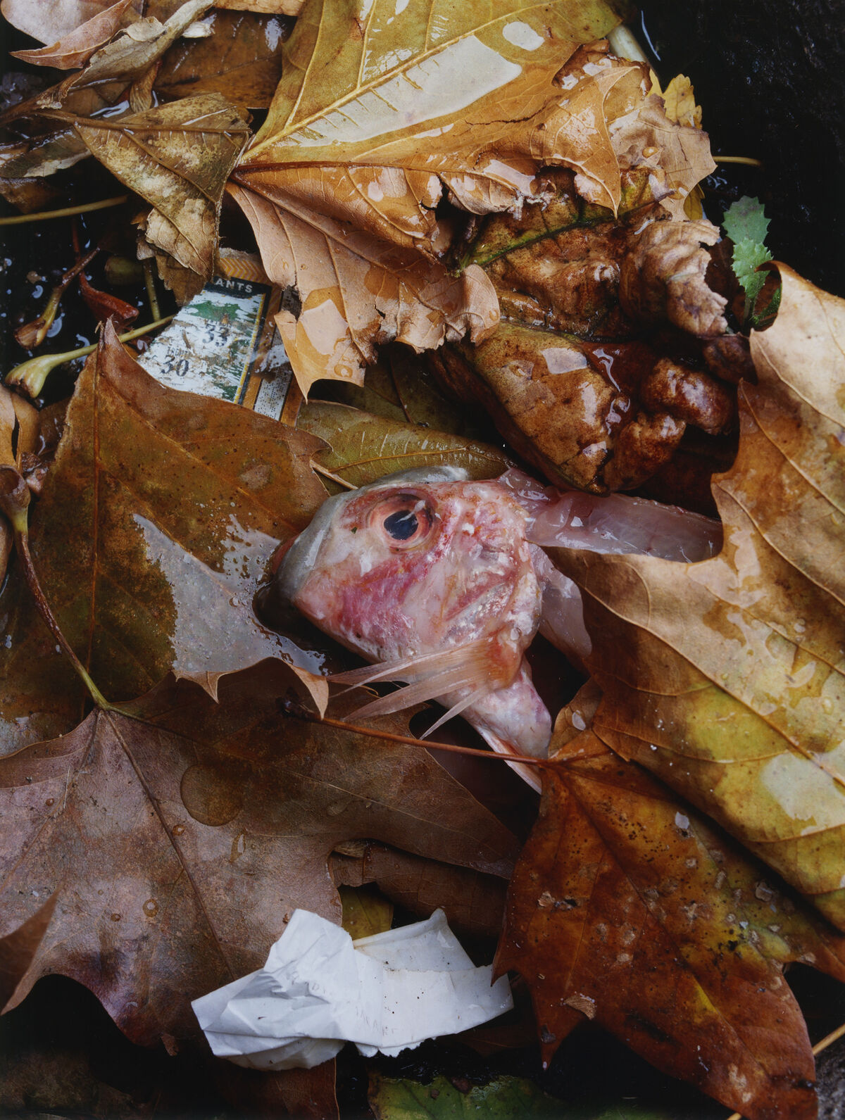 Sidewalk Stills - © Charles Negre