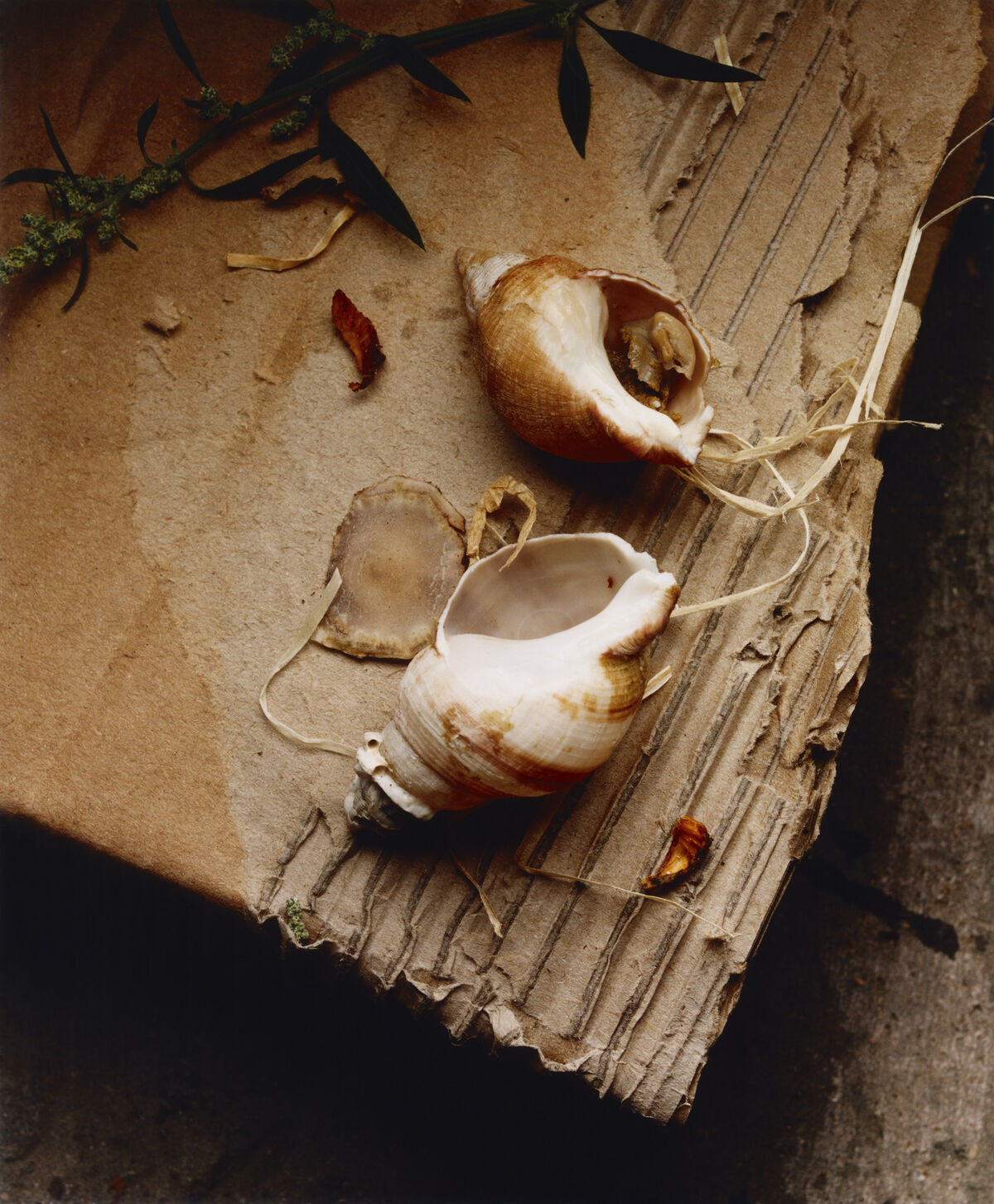 Sidewalk Stills - © Charles Negre