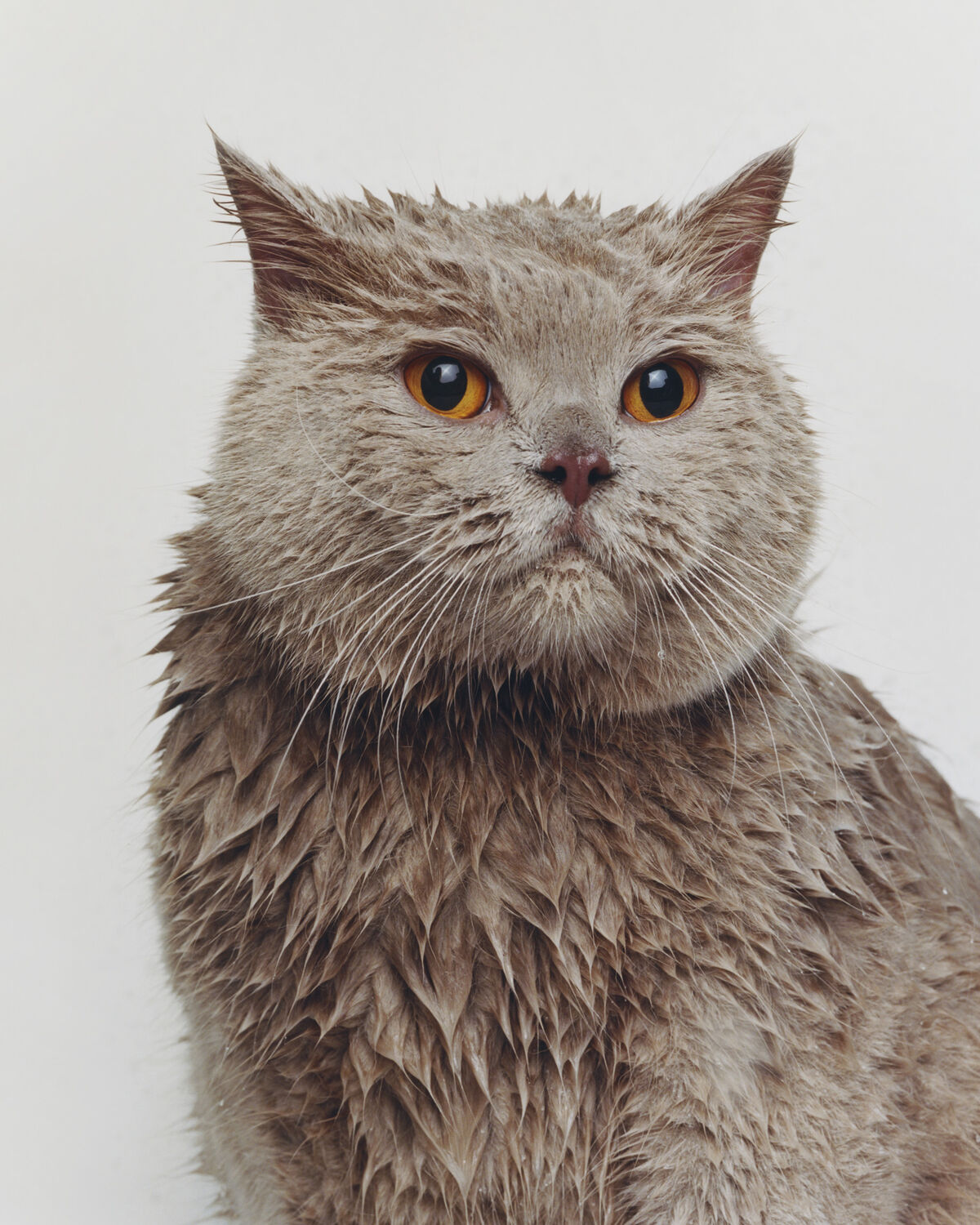 Buffalozine Stray - © Charles Negre