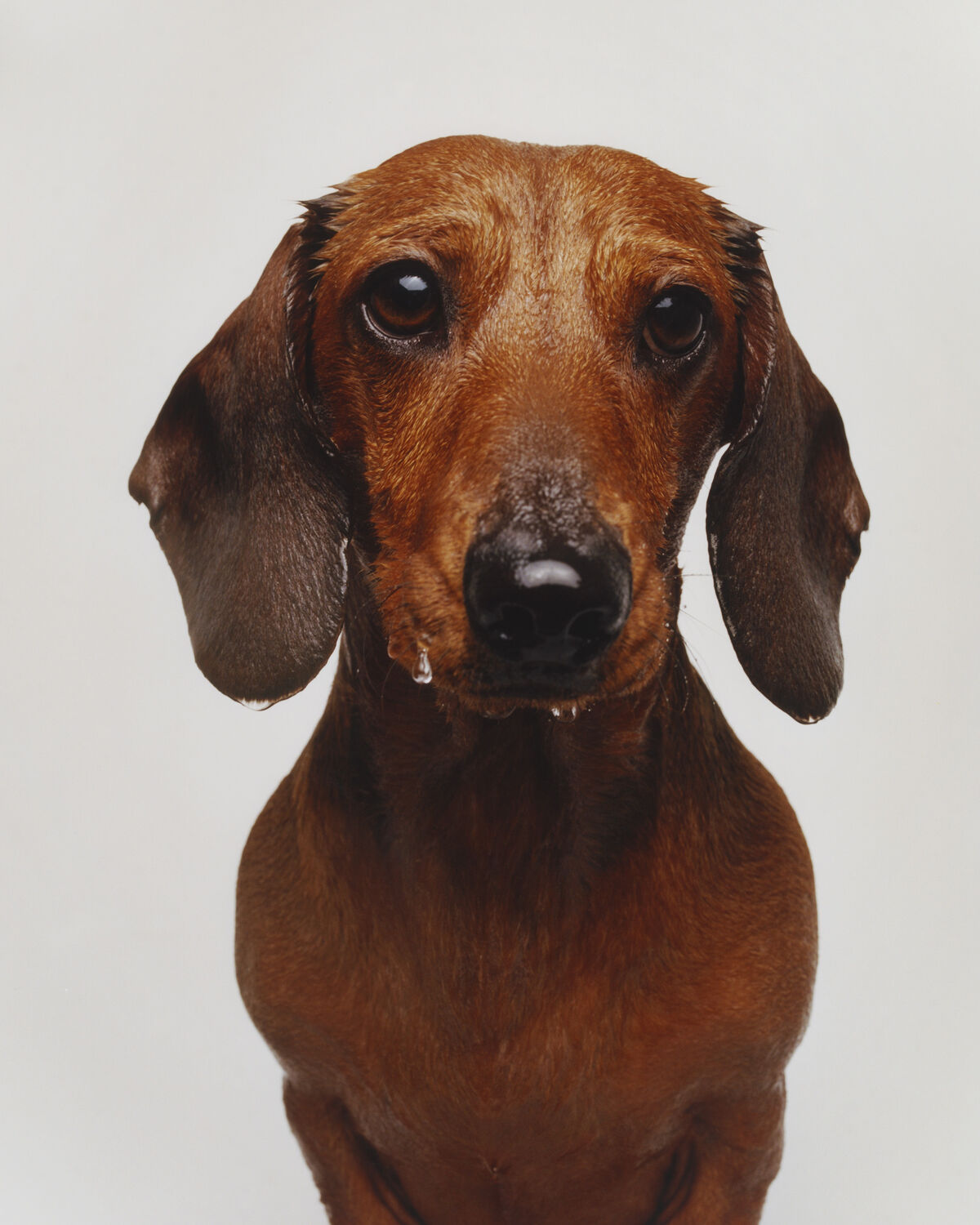 Buffalozine Stray - © Charles Negre