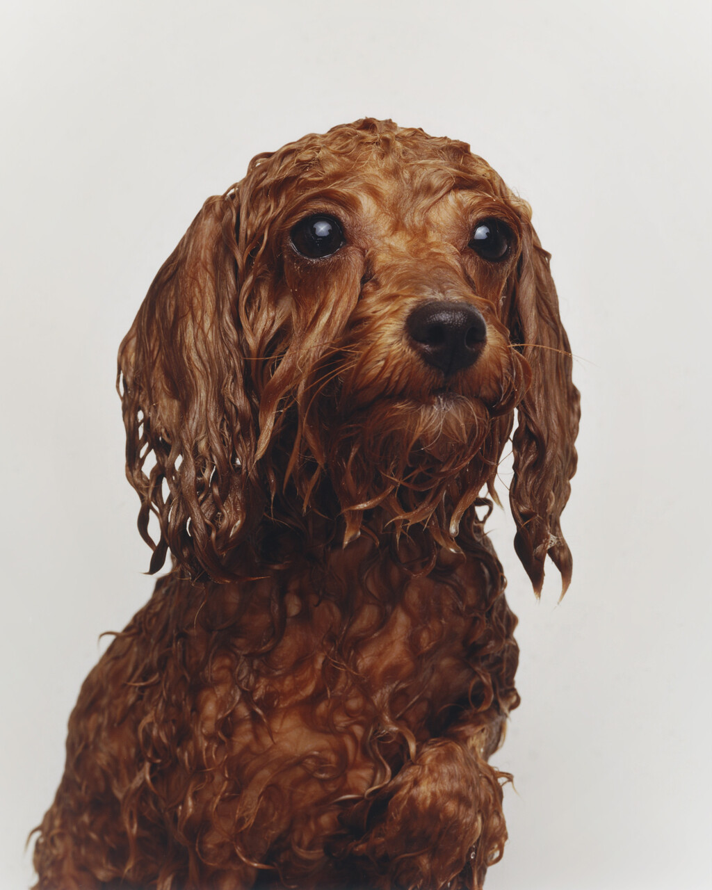 Buffalozine Stray - © Charles Negre