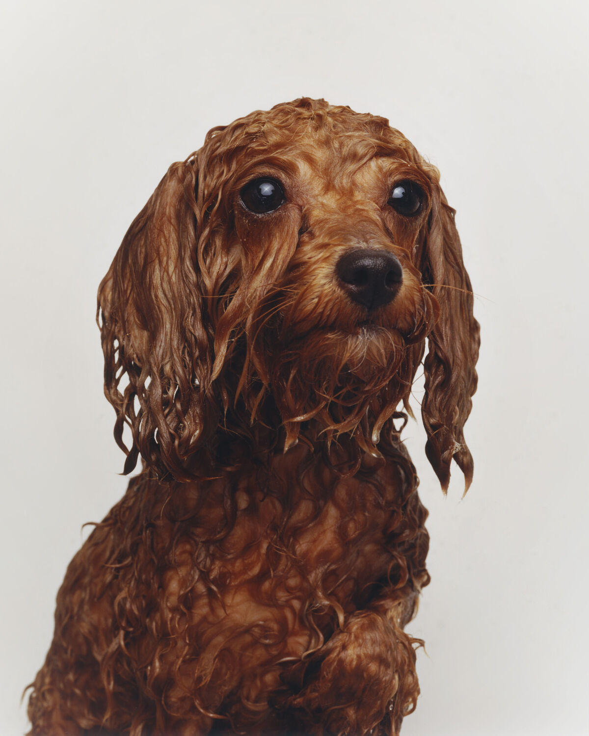 Buffalozine Stray - © Charles Negre