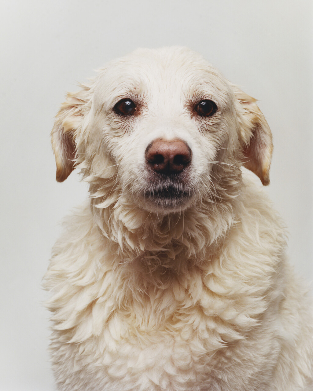 Buffalozine Stray - © Charles Negre