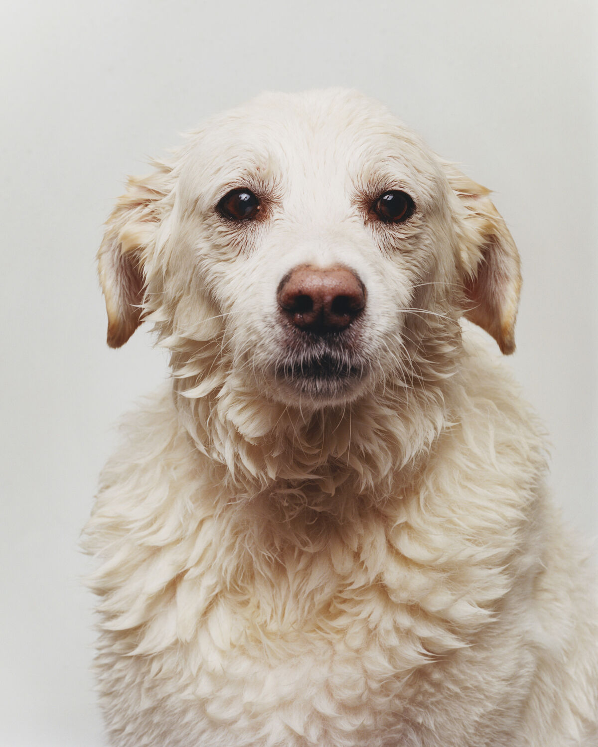 Buffalozine Stray - © Charles Negre